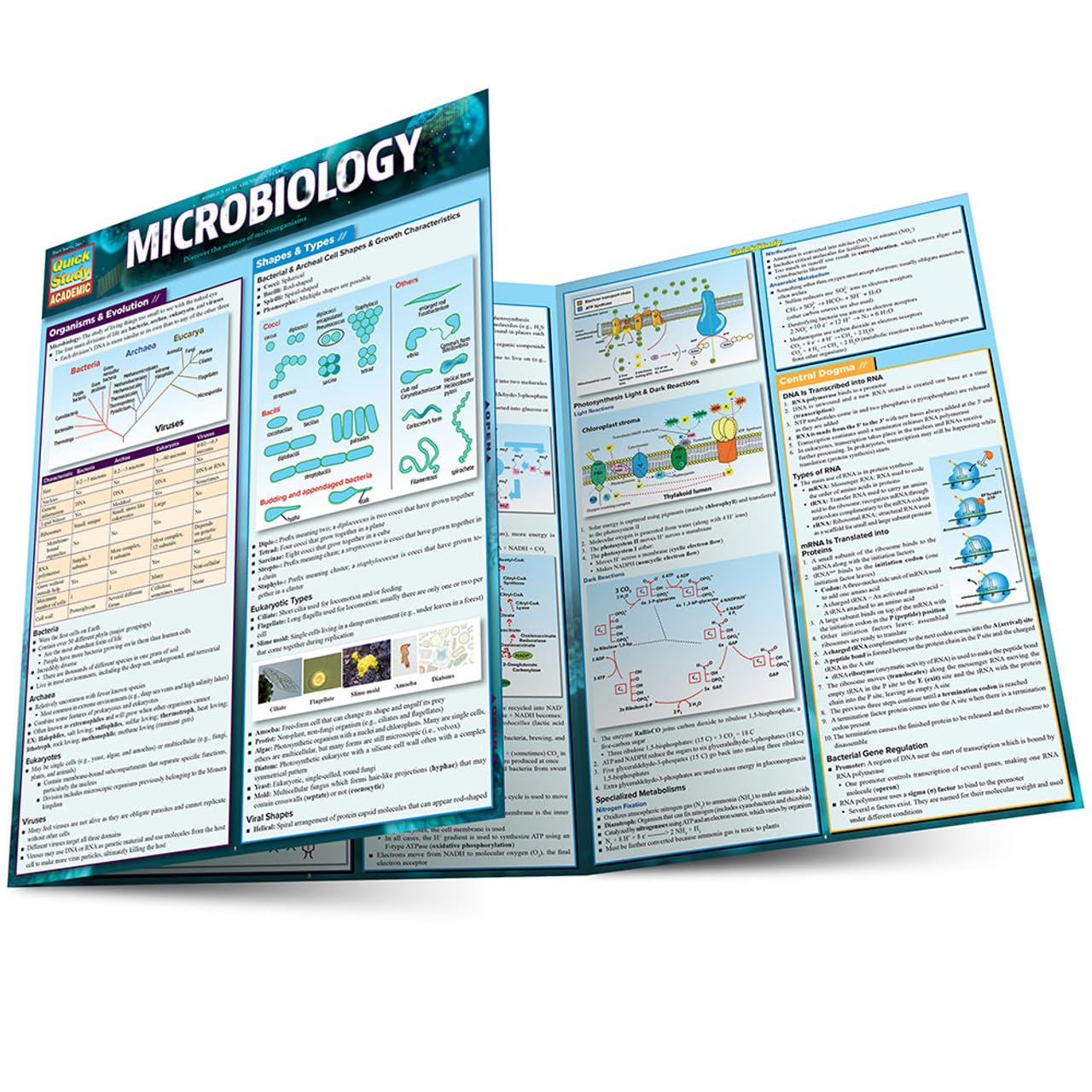 microbiology-quickstudy-laminated-reference-guide-quickstudy-academic-68e354df3a569.jpg